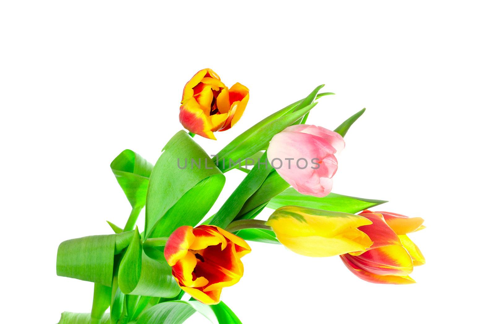 bunch of five tulips, isolated on white