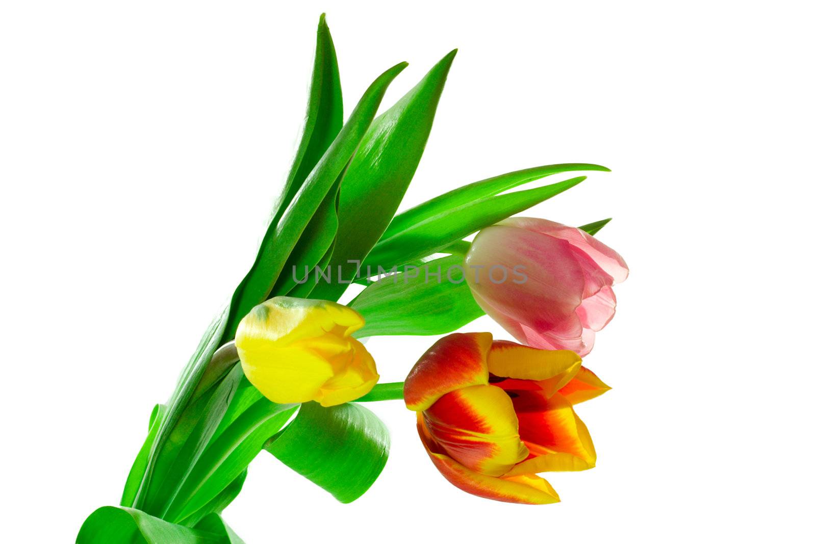 bunch of three tulips, isolated on white