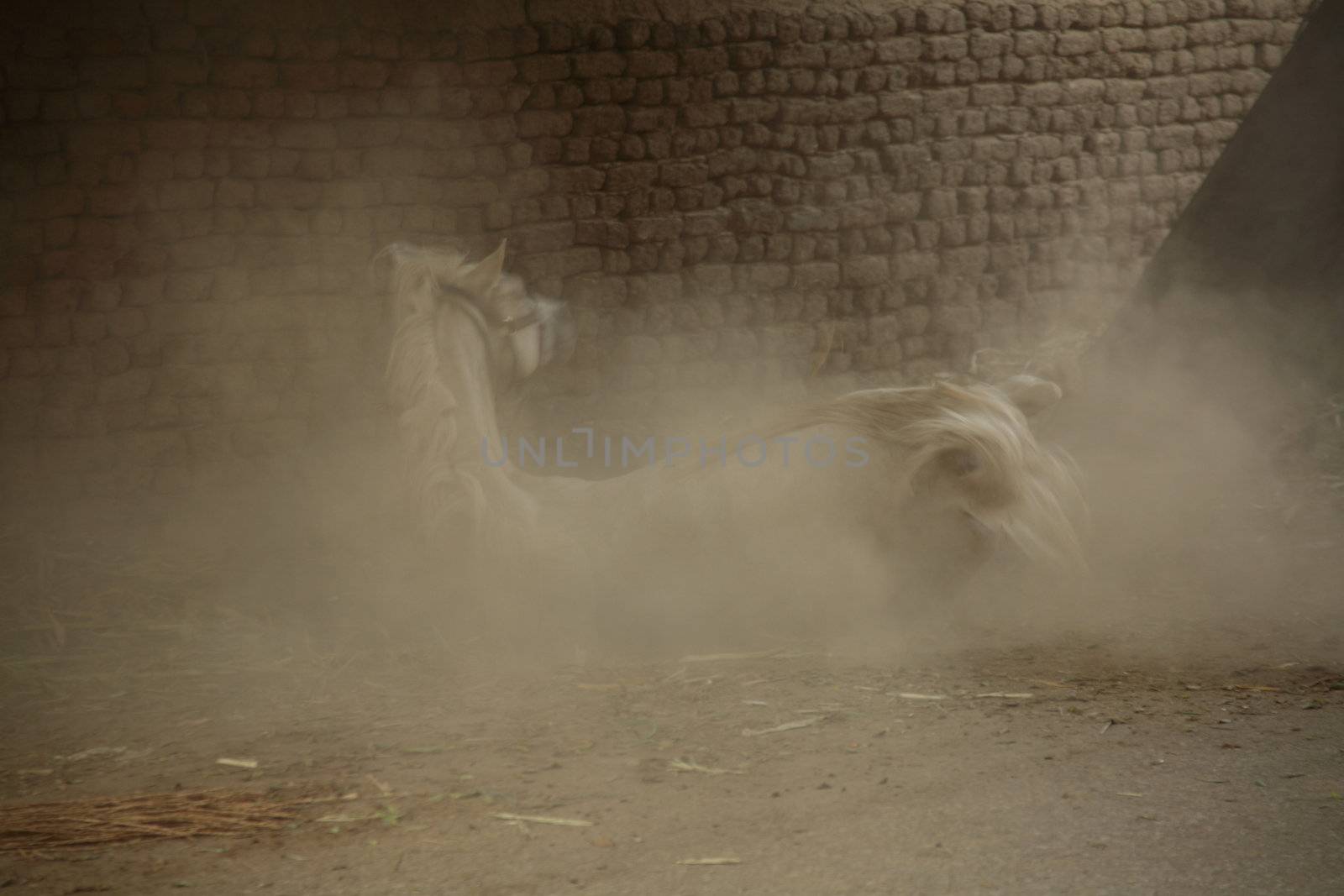 A horse falling on the floor, with motion blur as it lifts the dust.