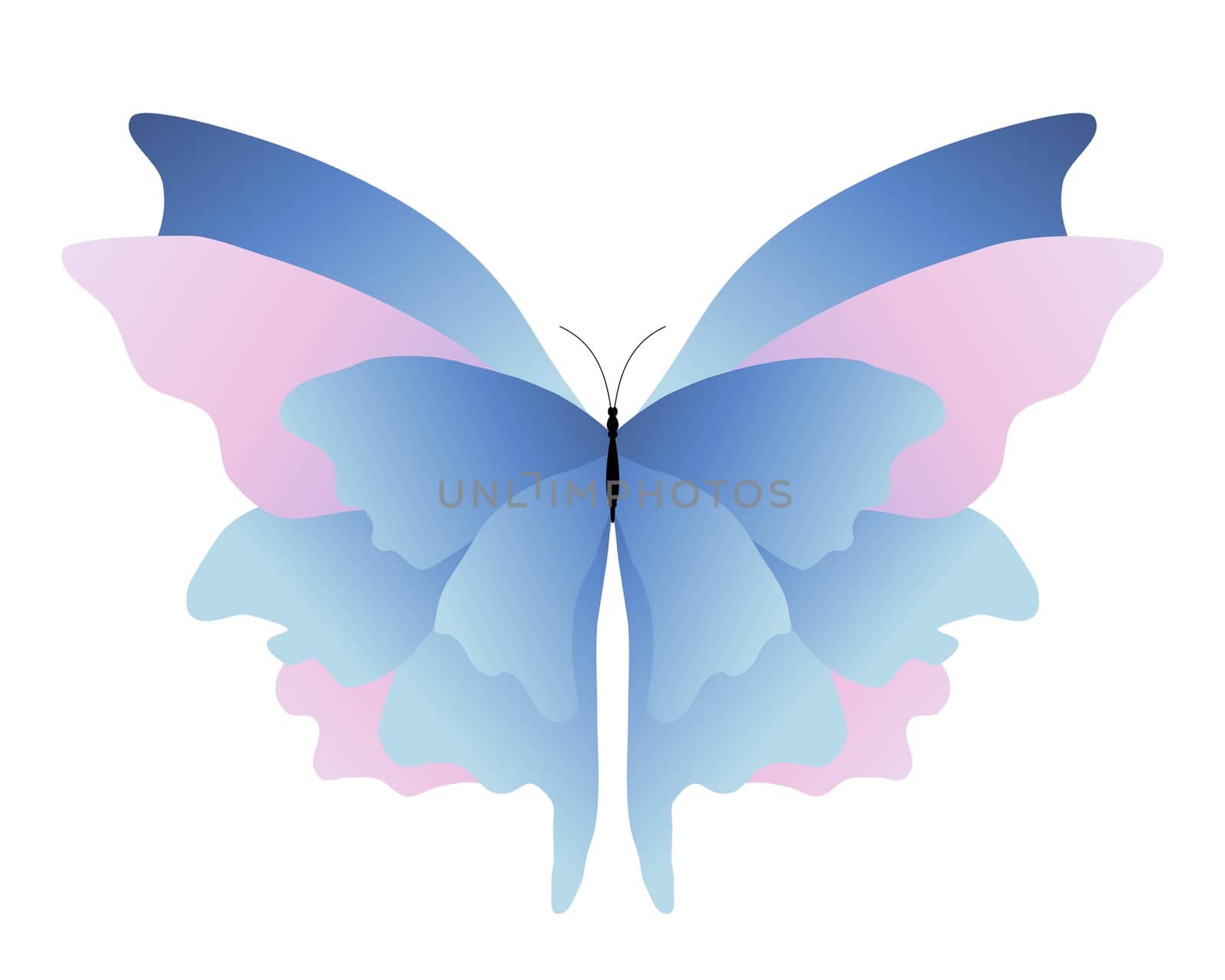 Illustration of a pink and blue butterfly on a white background