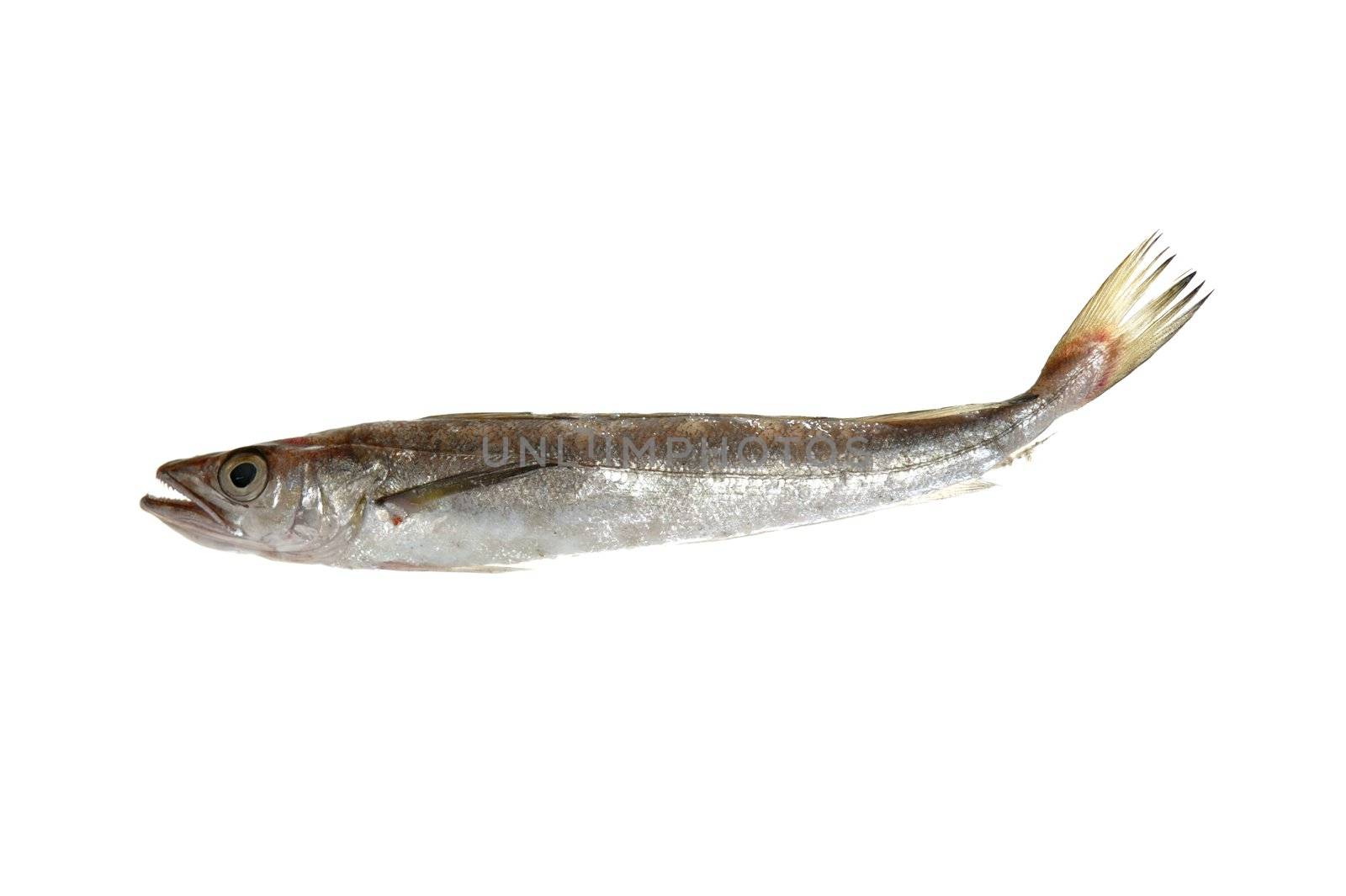 Hake fish isolated on white macro detail
