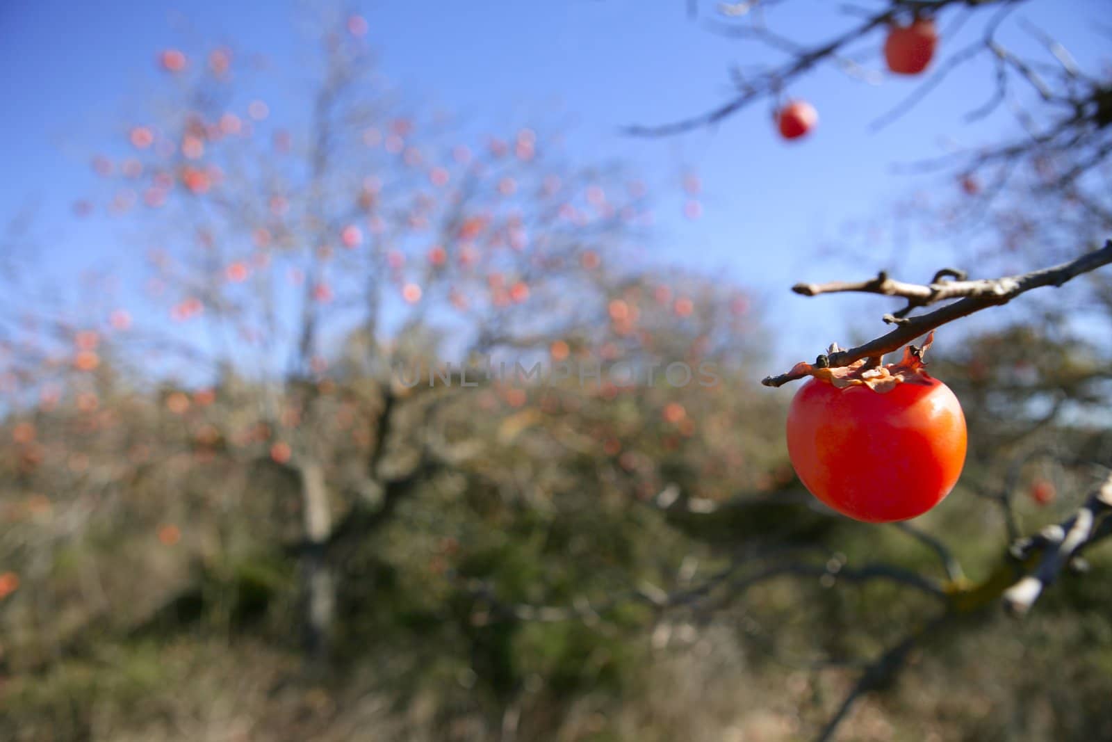 Persimmon tree field with vivid fruis and blue sky