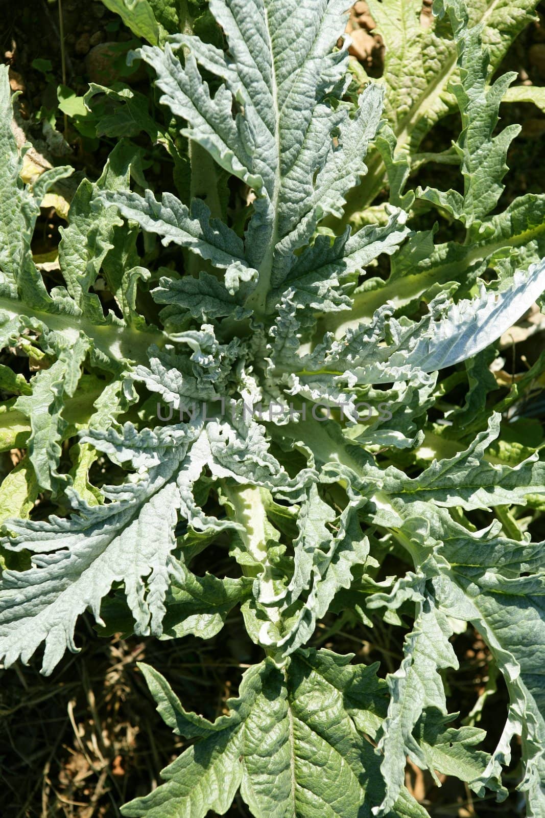 Artichoke plant in a summer sunny field by lunamarina