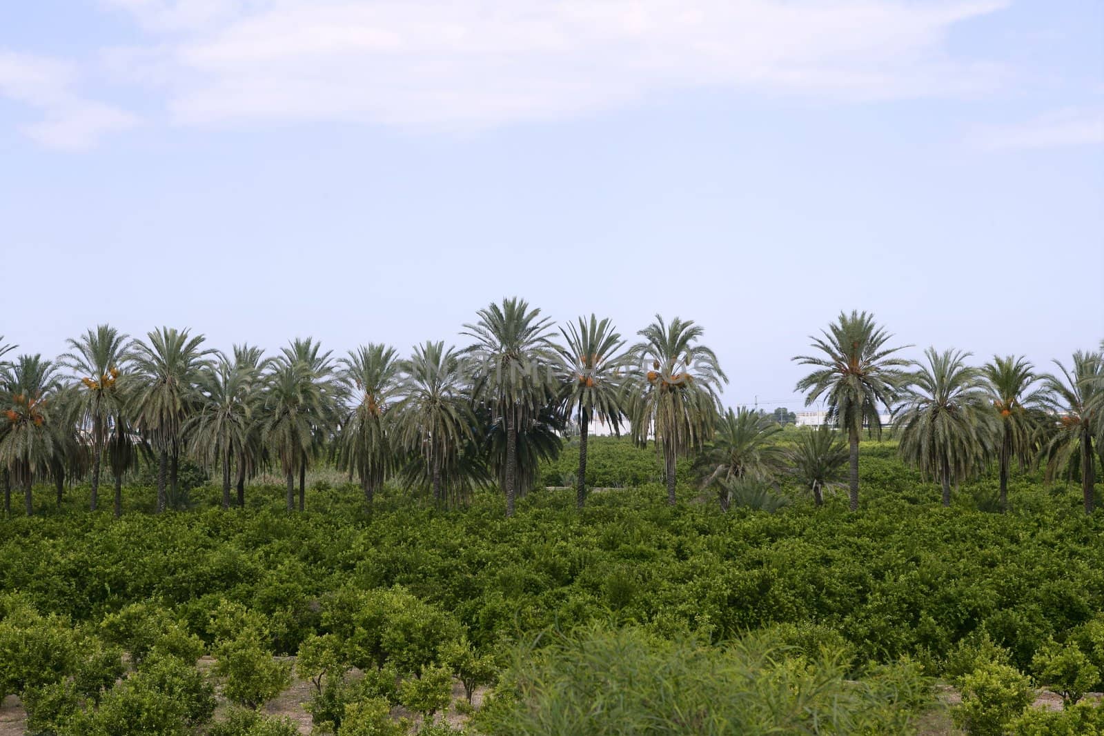 Palm trees in a row in an Mediterranean orange tree field