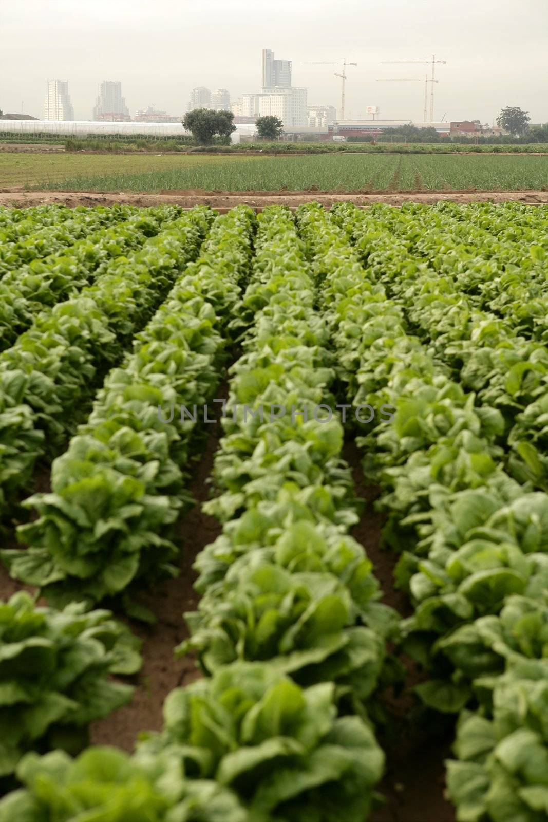 Cabbage fields in Spain, rows of vegetable food
