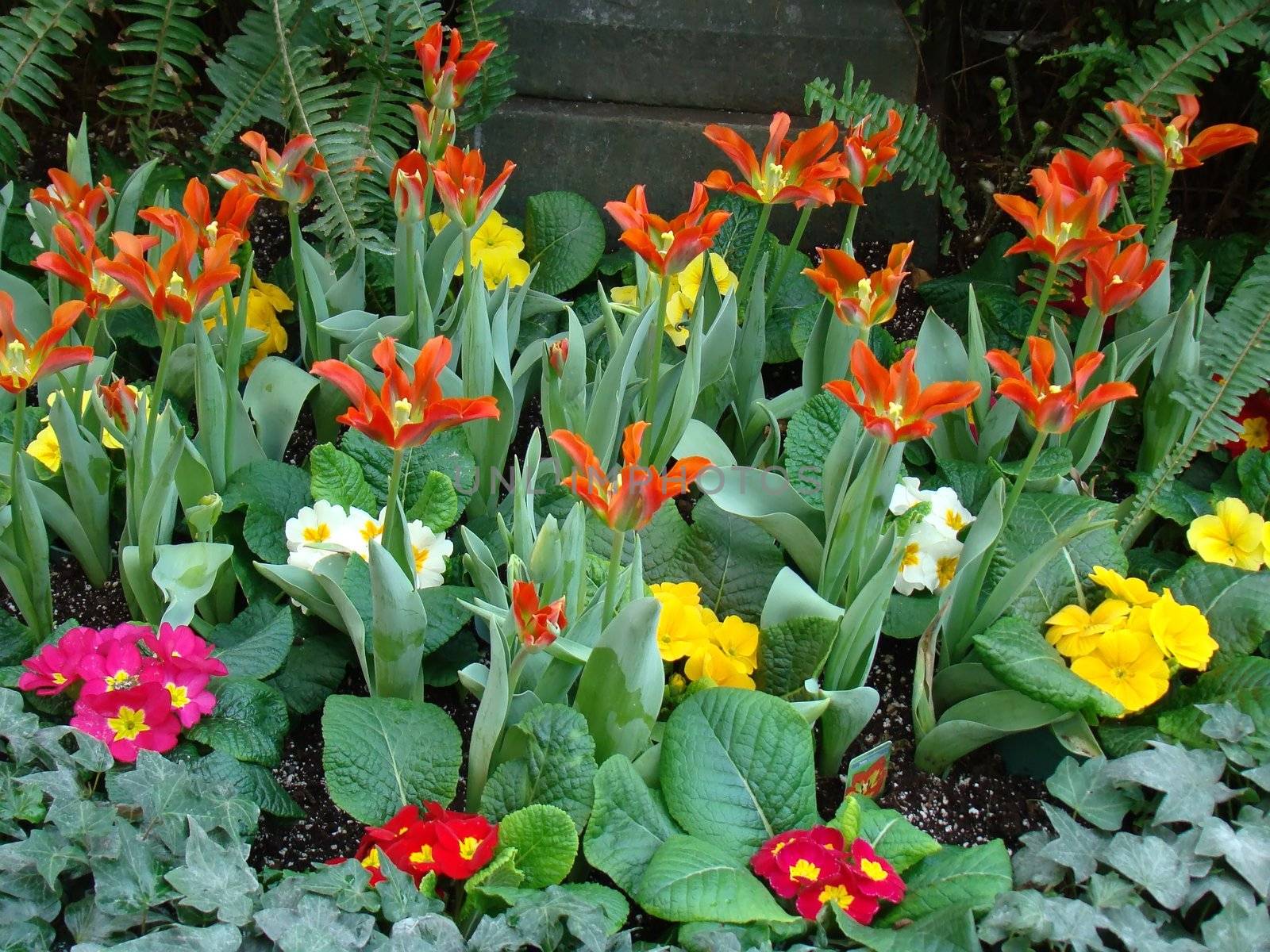 colourful spring flowers