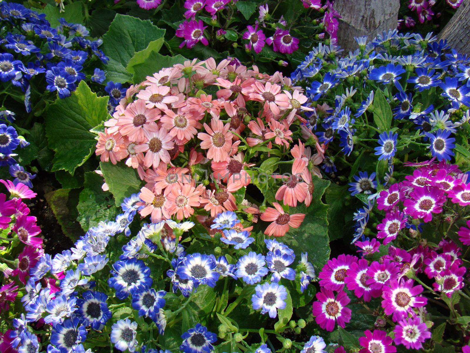 colourful spring flowers