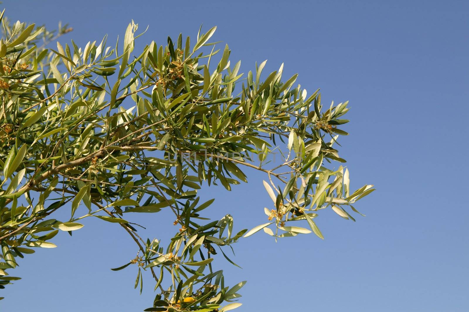 Olive tree green close up detail in southern Spain