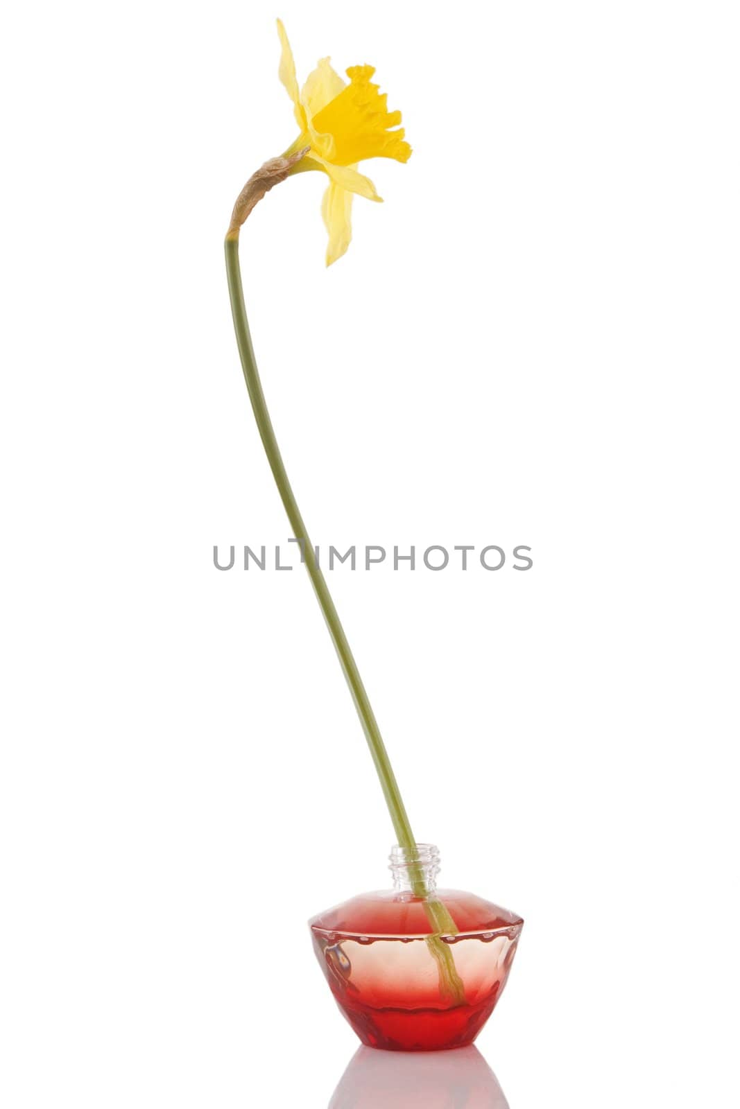 perfume bottle and yellow daffodil flower on white background