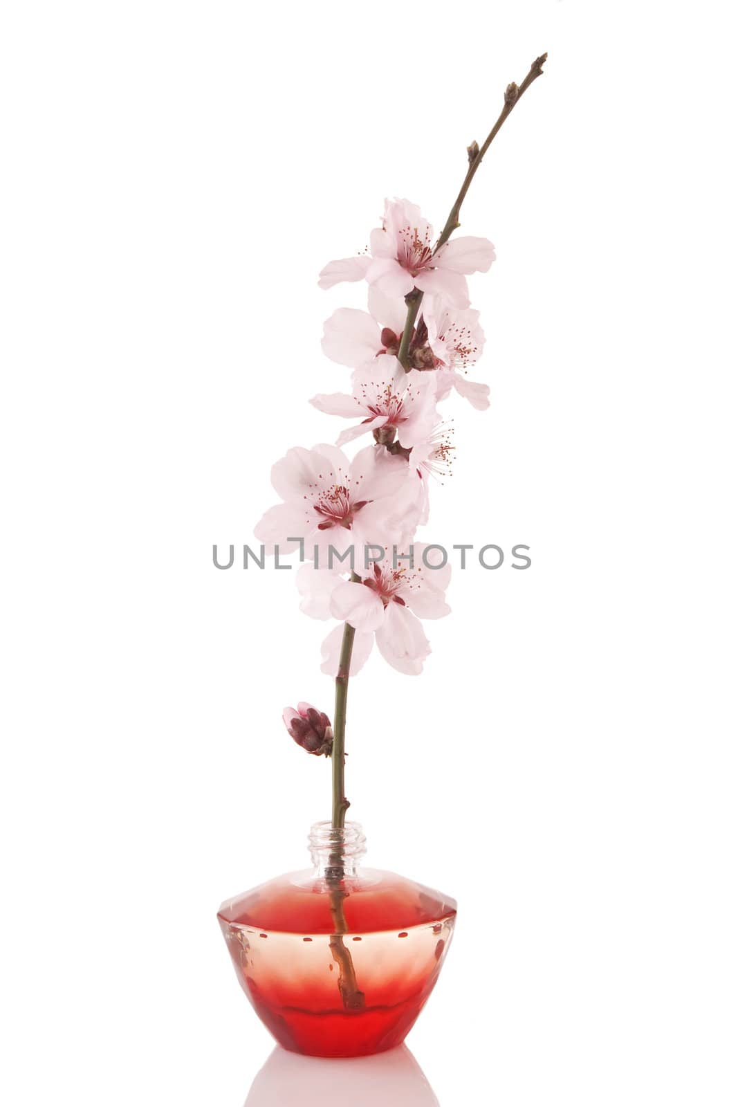 perfume bottle and cherry flower by VictorO