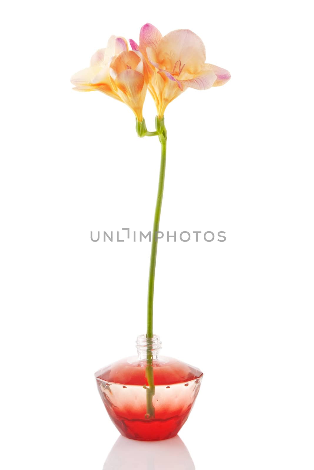 perfume bottle and yellow flower on white background