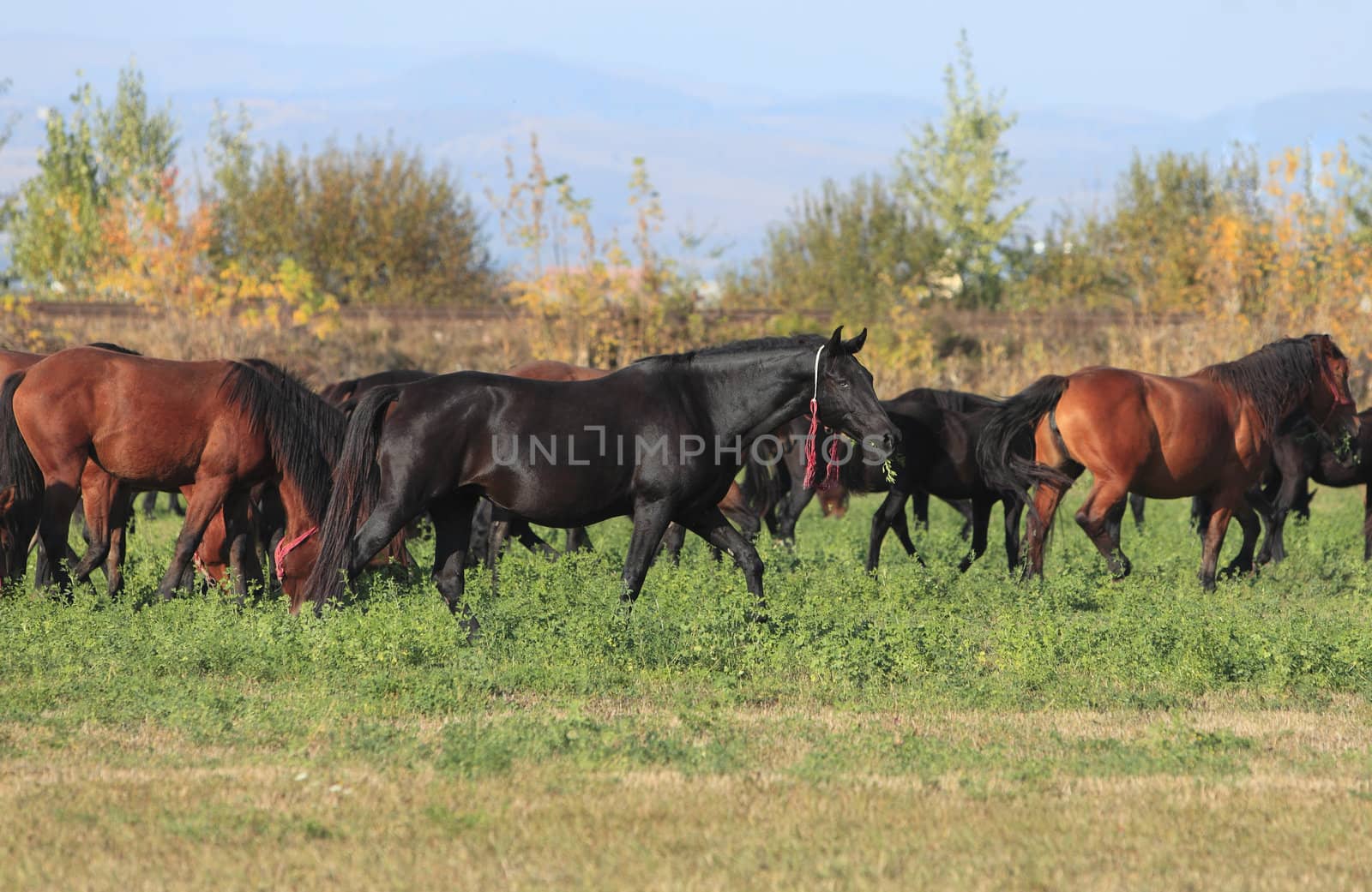 Herd of horses grazing in an autumn field.