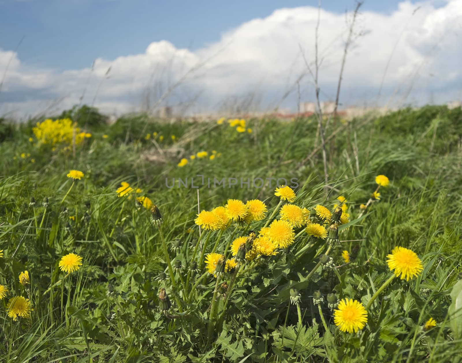 Yellow dandelions and the wind