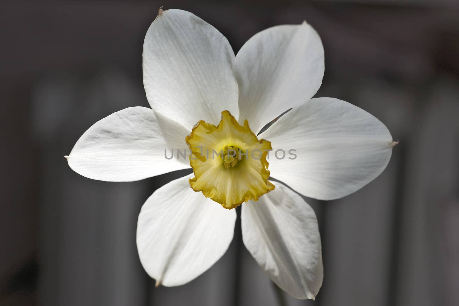 White narcissus close up  by mulden