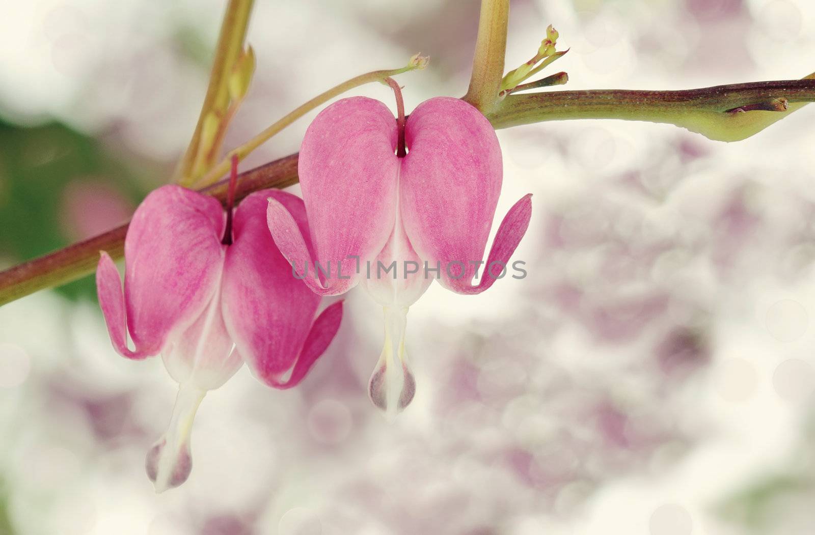 Bleeding Heart with selective focus on center flower. 