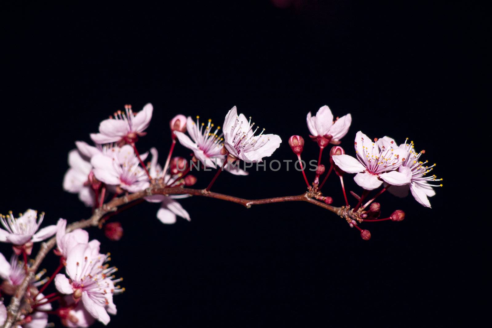 Close up of the blooming branch of the fruit tree.