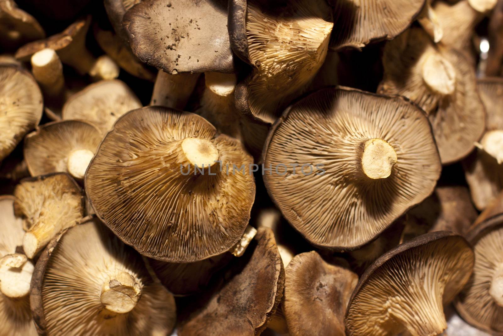 Harvest of the seasonal eatable brown mushrooms
