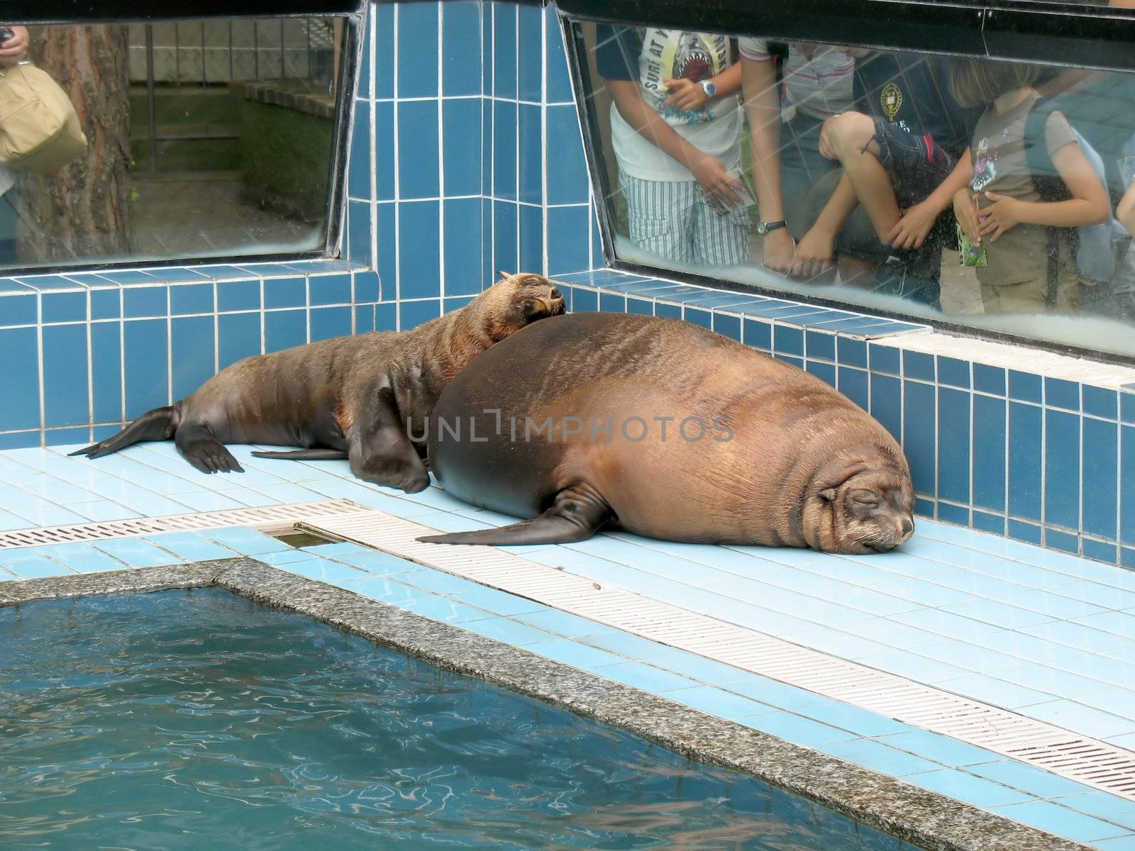 Sea-lions that sunbathe on the edge of the tub in an animal park with visitors