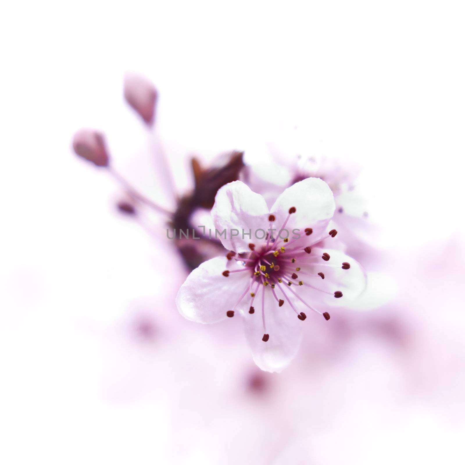 Close up of the blooming branch of the fruit tree.