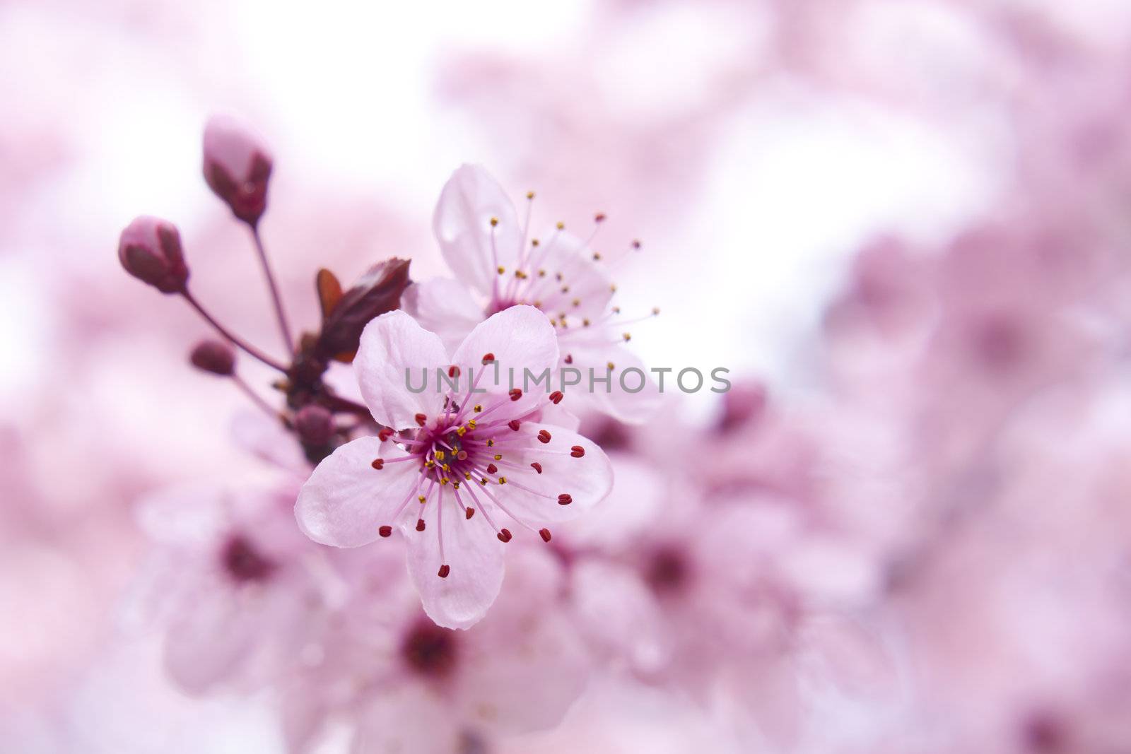 Close up of the blooming branch of the fruit tree.