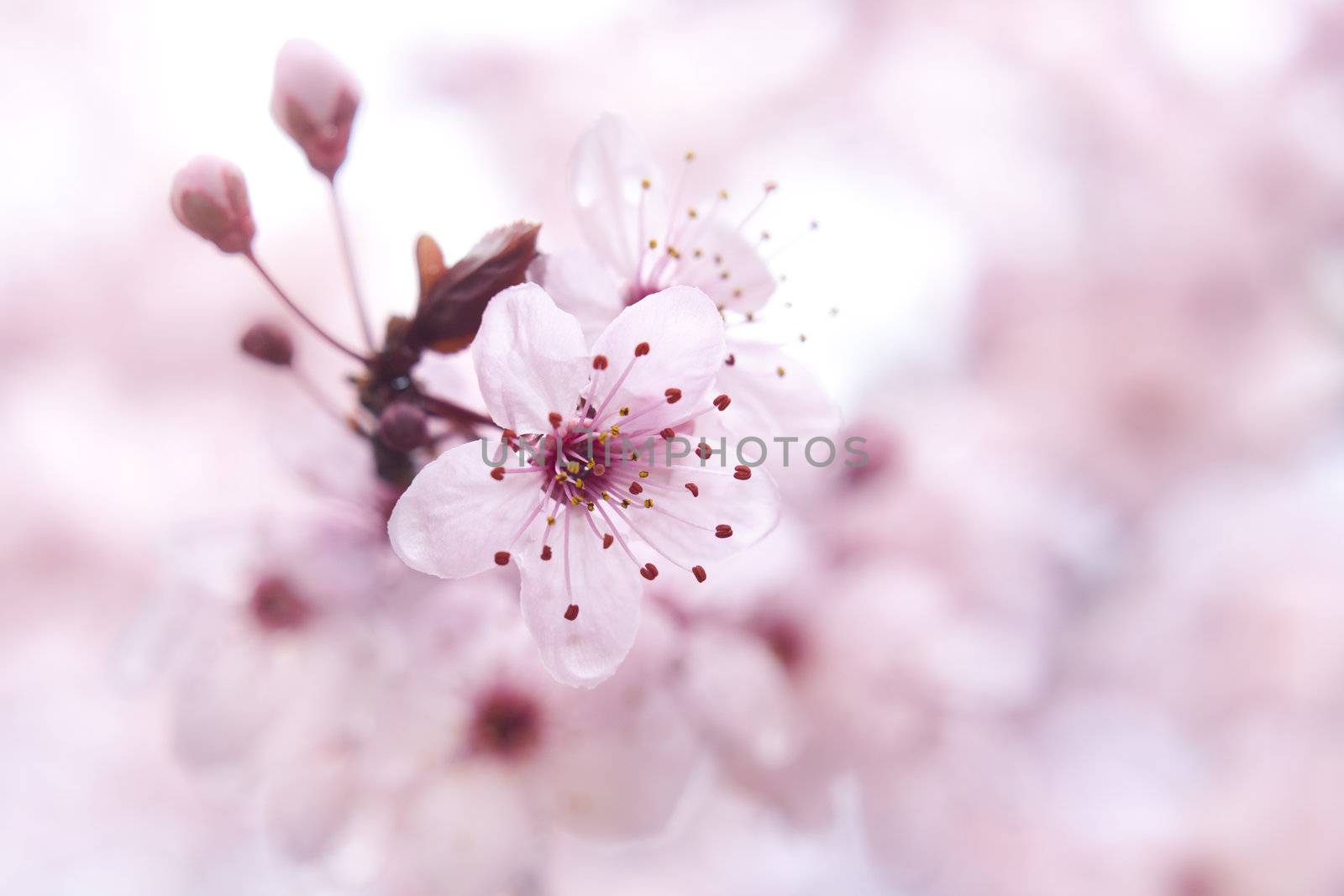 Close up of the blooming branch of the fruit tree.