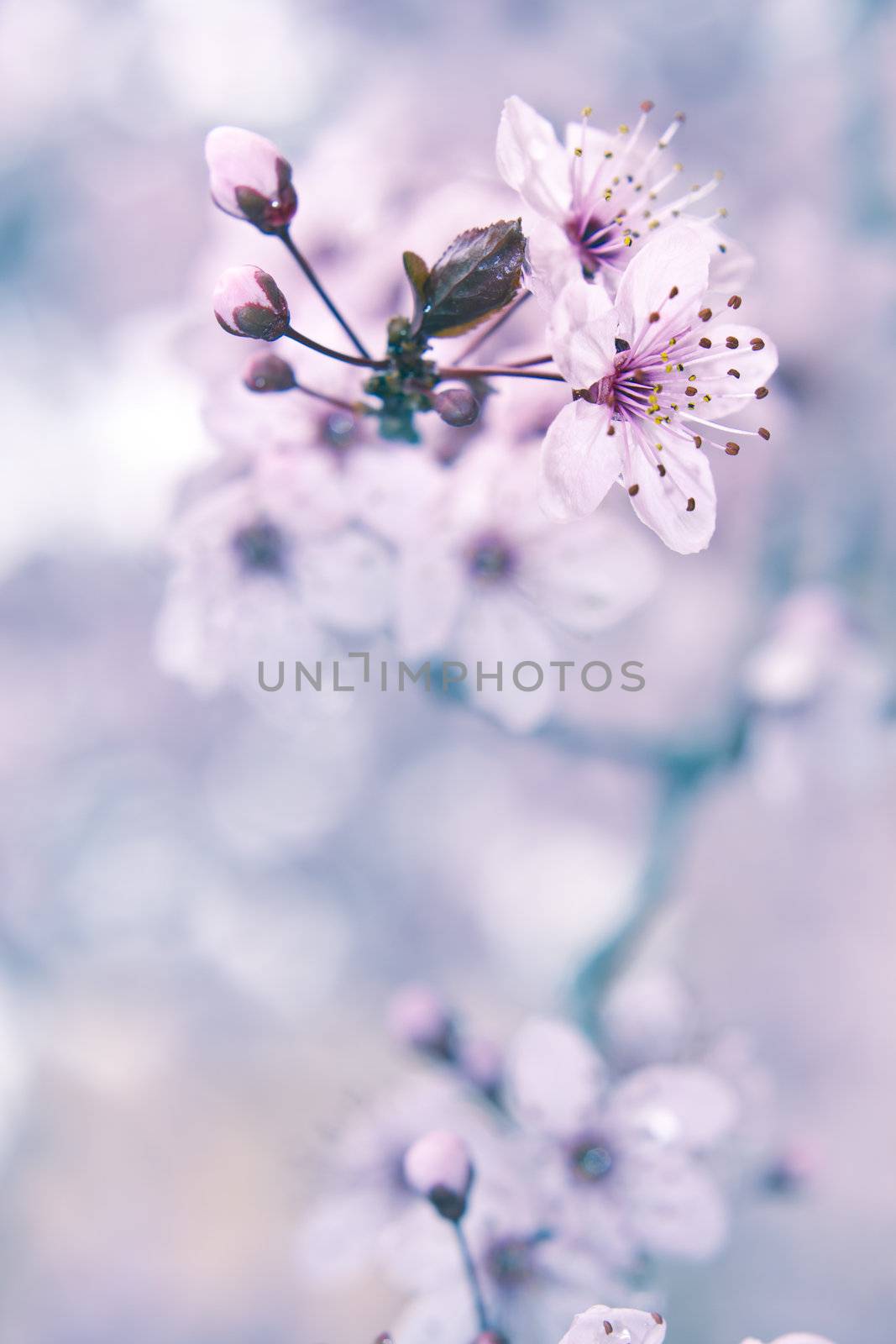 Close up of the blooming branch of the fruit tree.