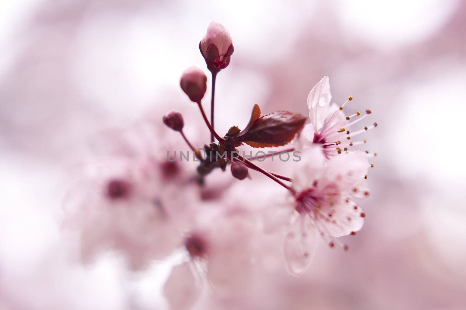 Close up of the blooming branch of the fruit tree.