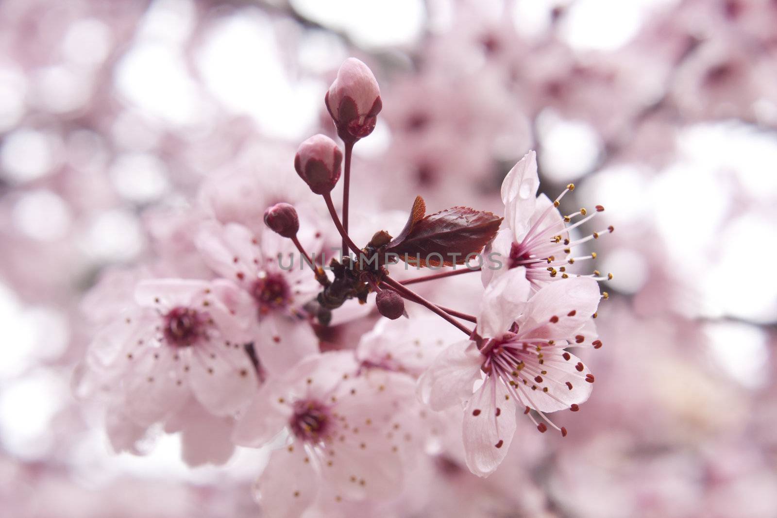 Blooming fruit tree by kasto