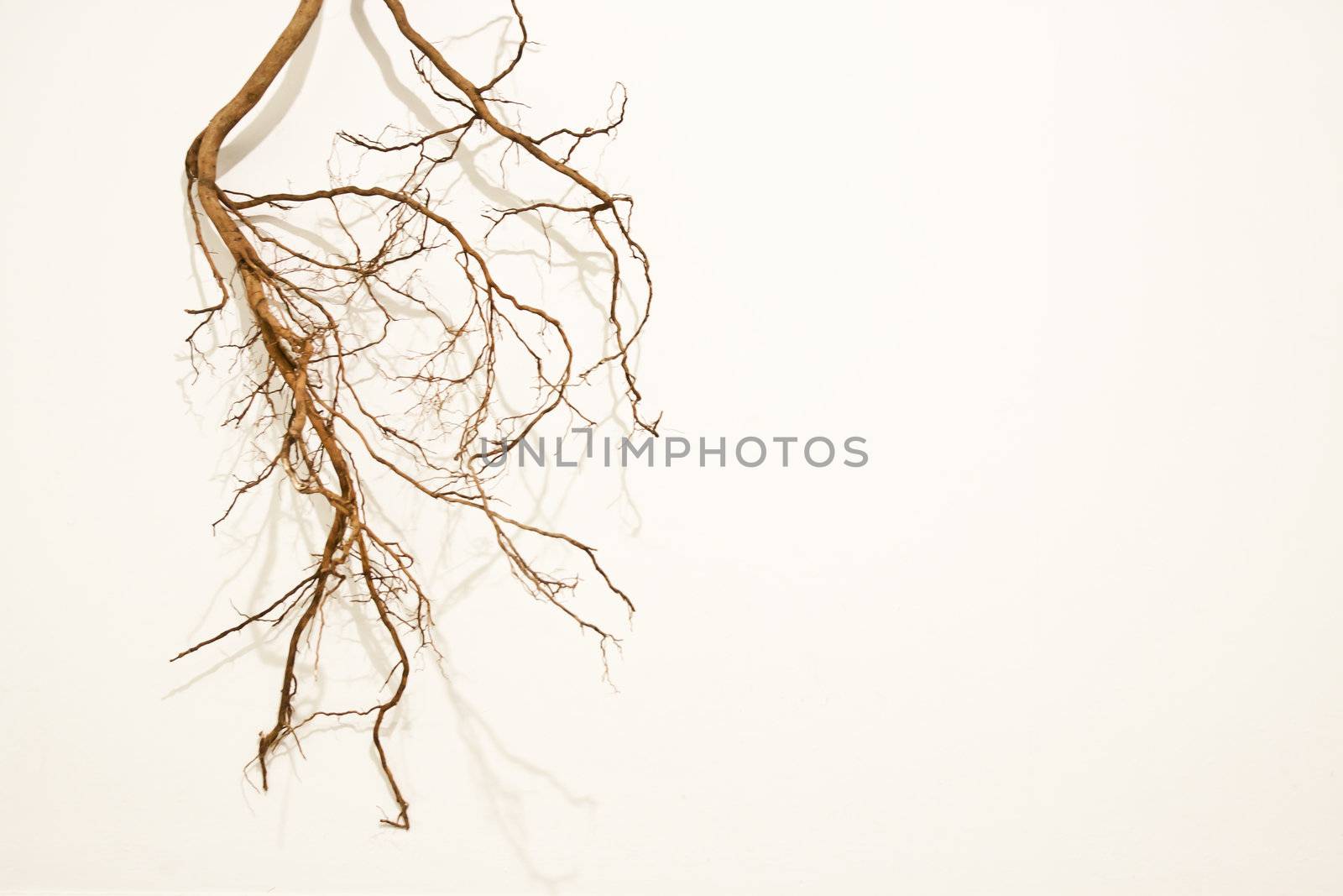 Tree roots isolated on the white background