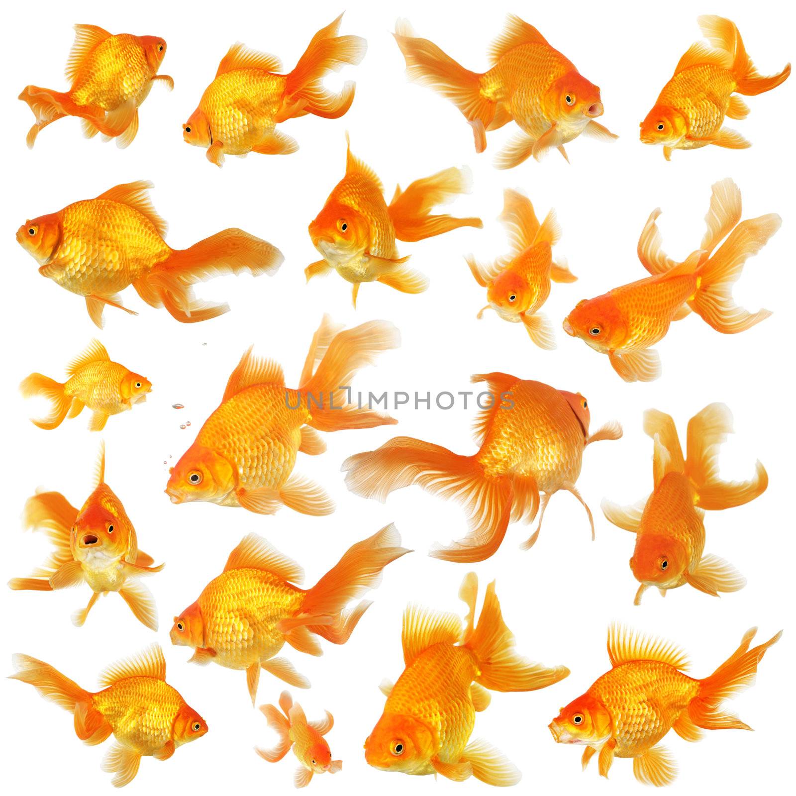 Collage of fantail goldfish