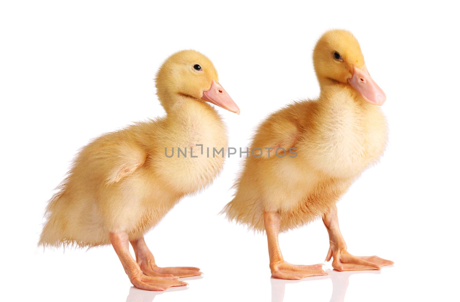 Two yellow ducklings isolated on white