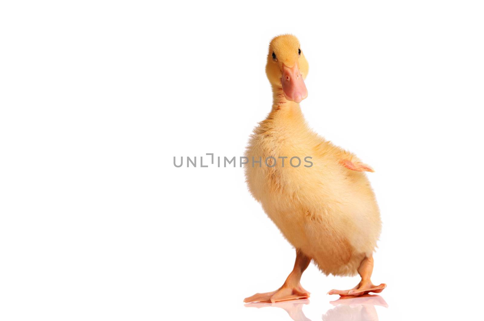 One young yellow duckling standing, isolated on white