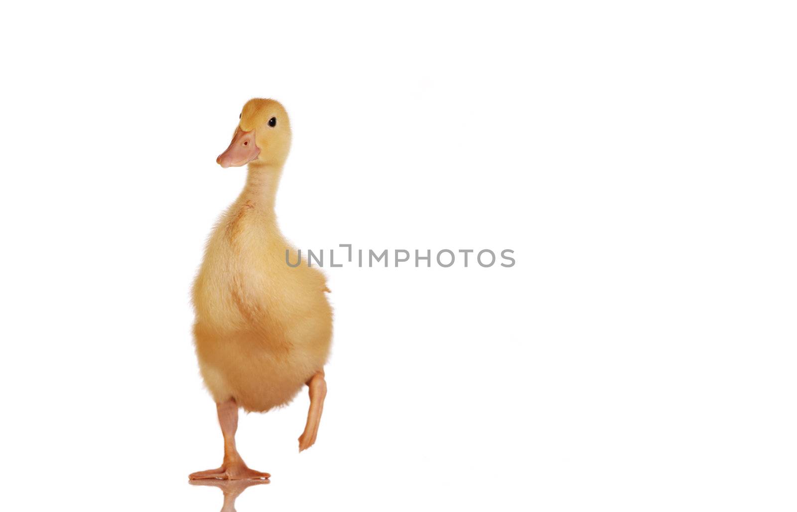 One young yellow duckling standing, isolated on white