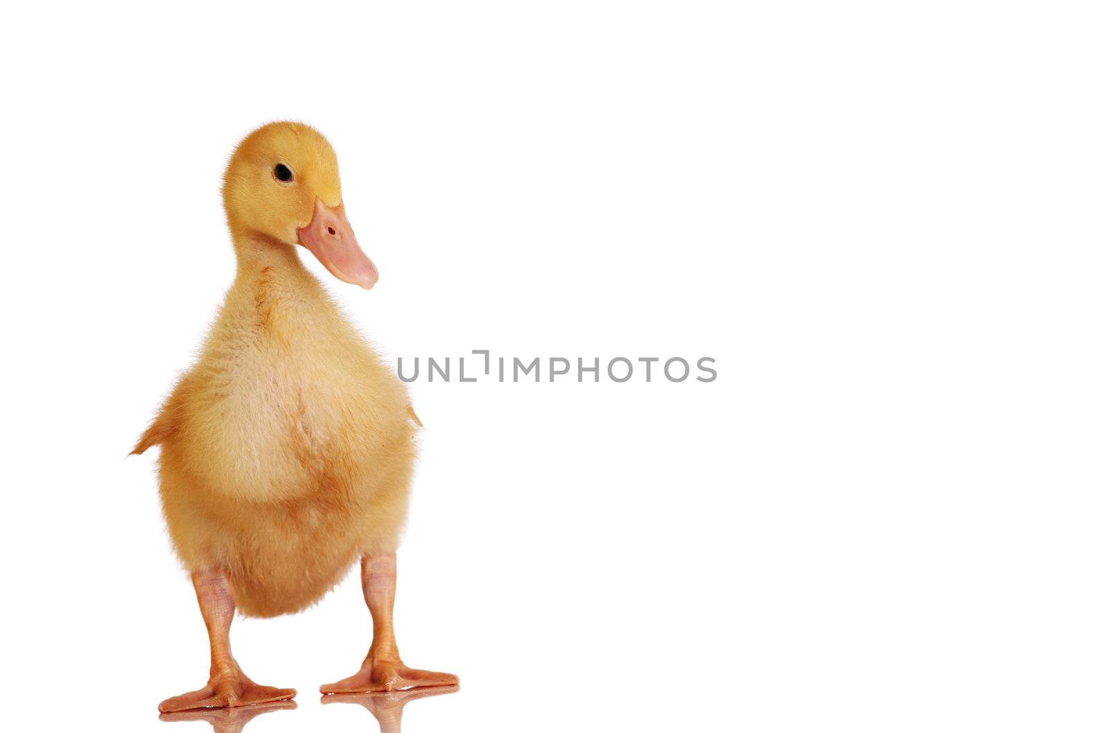 One young yellow duckling standing, isolated on white