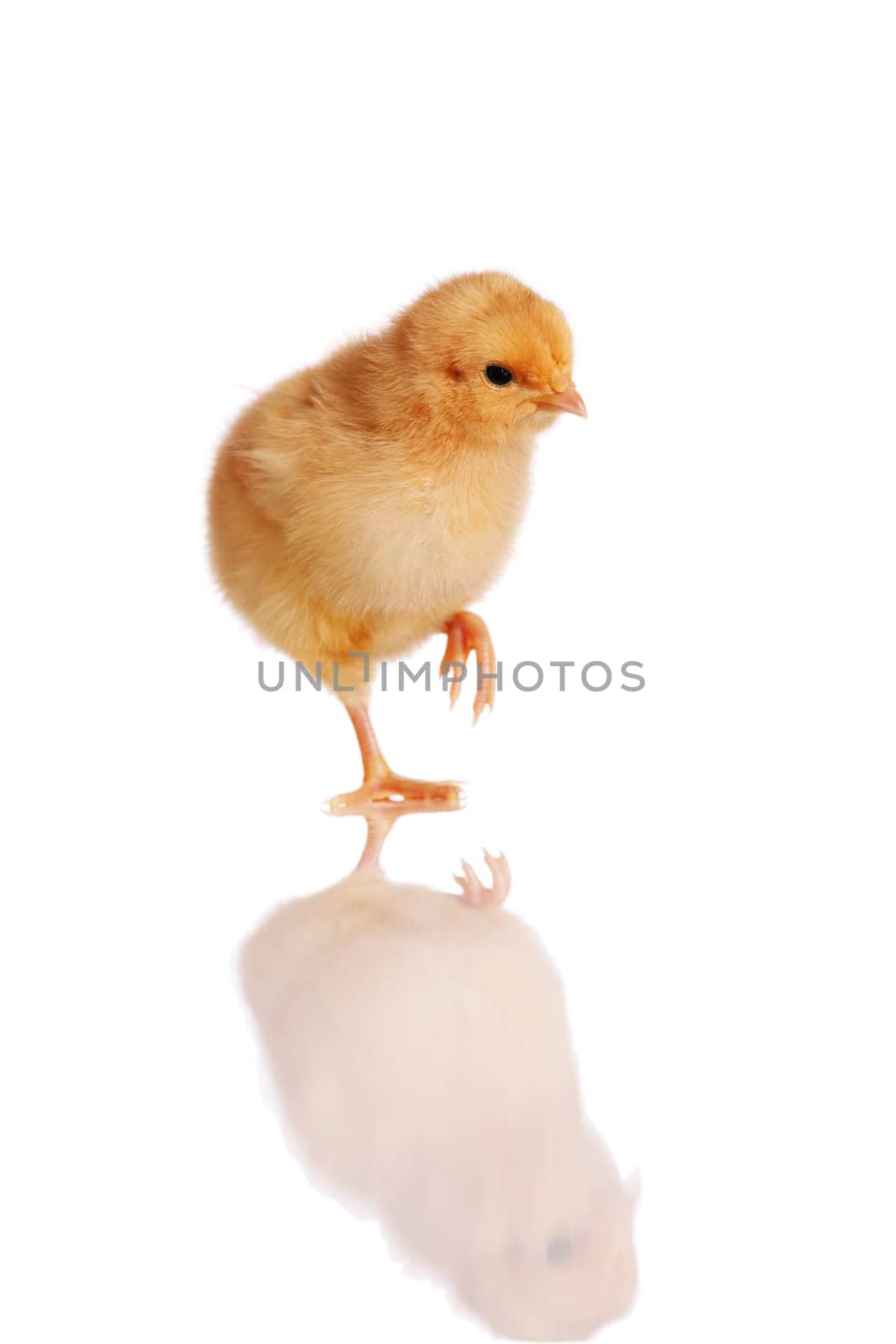 Cute chick standing or walking, isolated on white with reflection