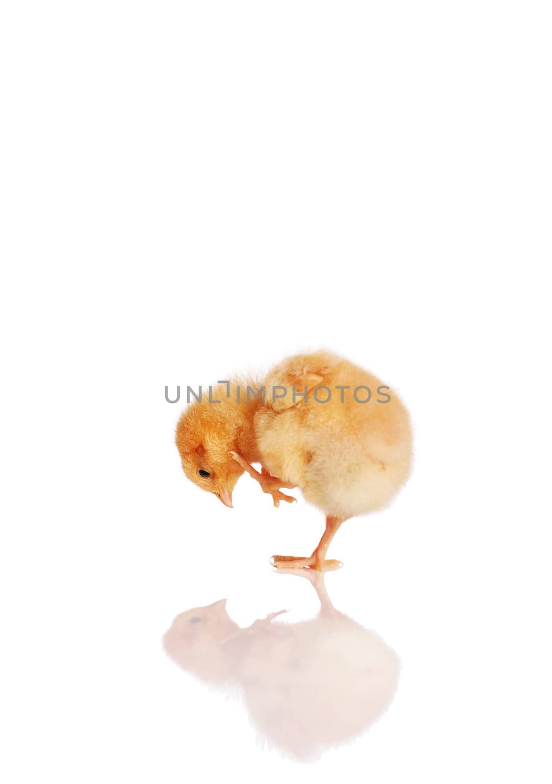 Little chick bending down  looking at its reflection