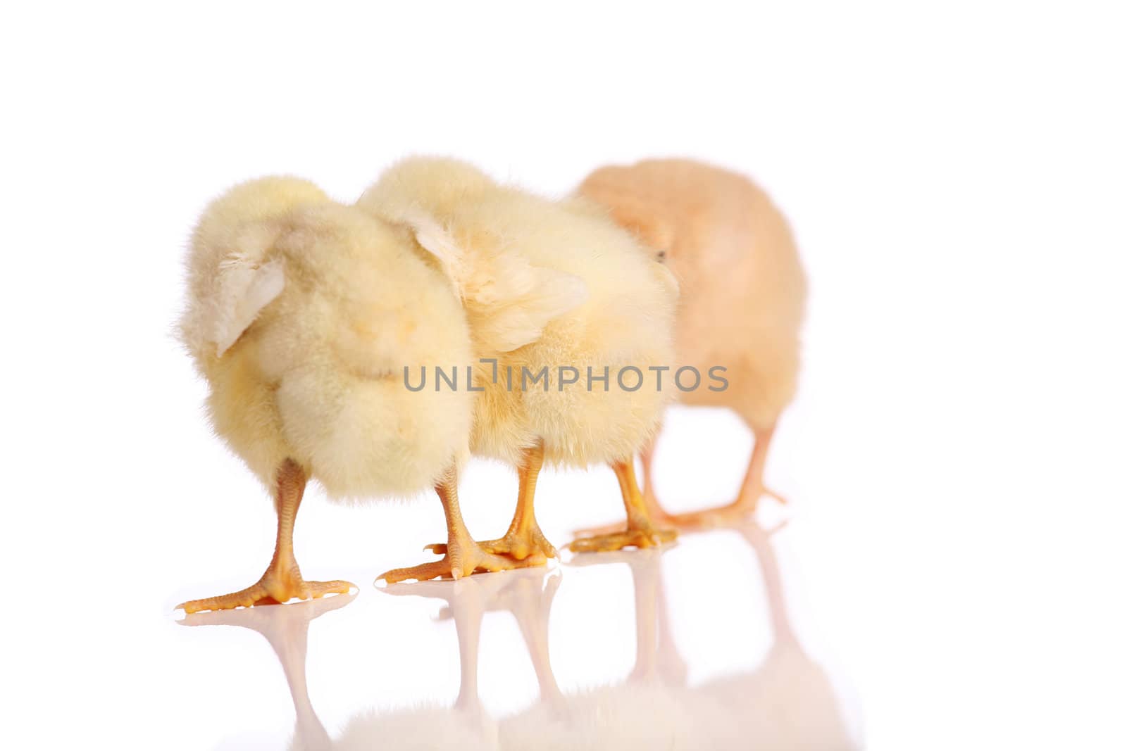 Three yellow chicks standing in a row by jarenwicklund