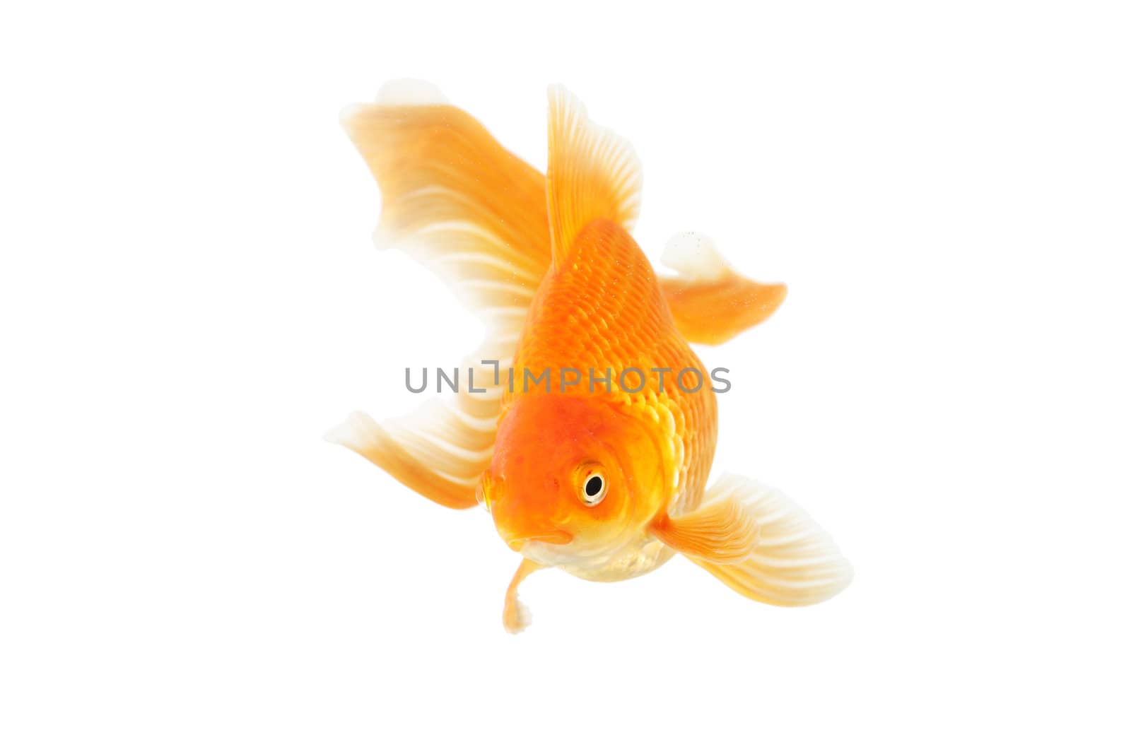 Beautiful fantail goldfish isolated in studio shot
