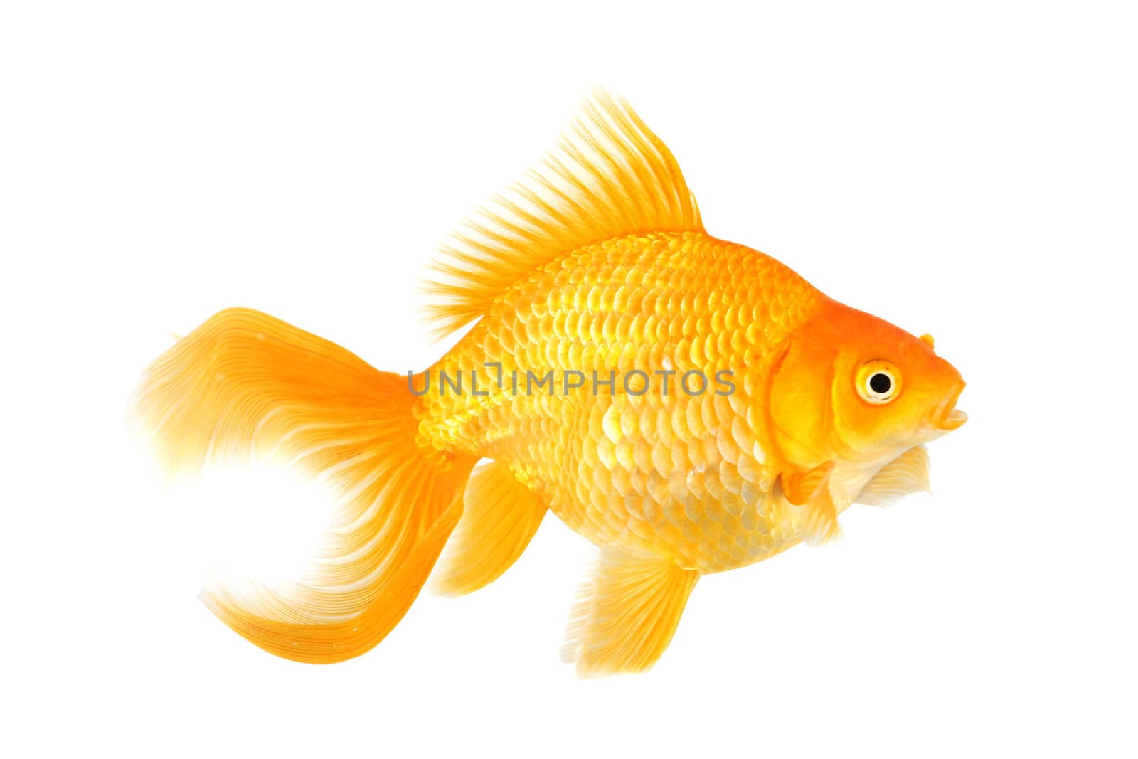 Beautiful fantail goldfish isolated in studio shot
