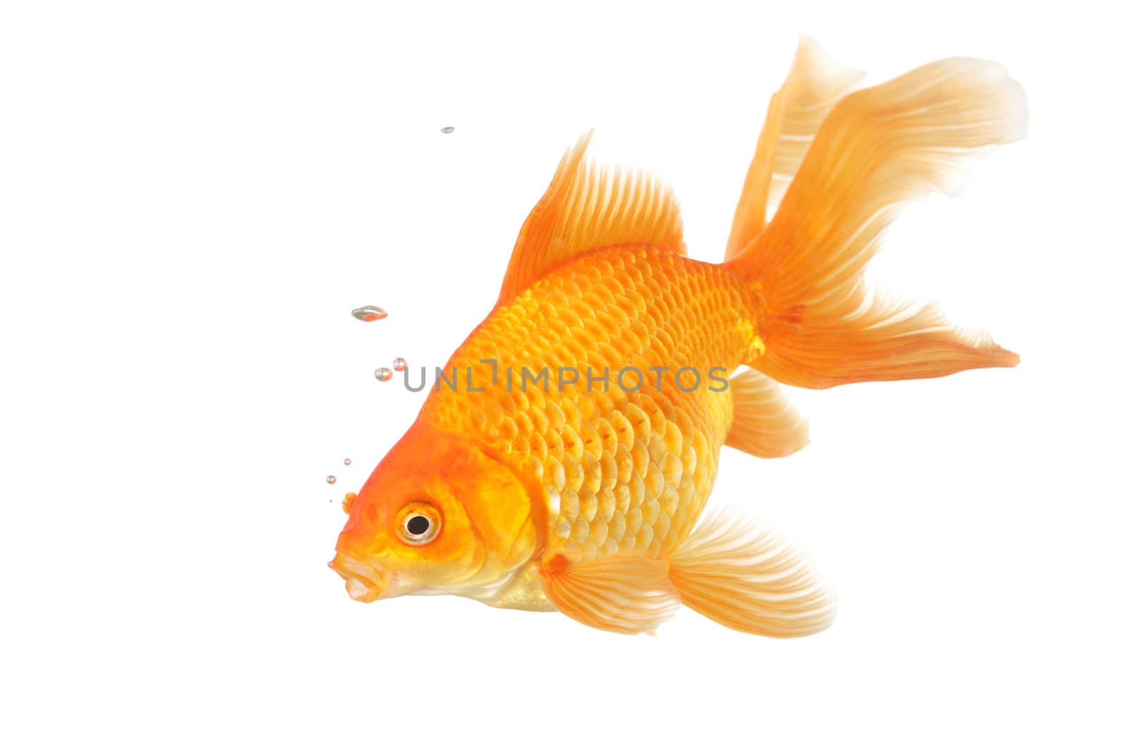 Beautiful fantail goldfish by jarenwicklund