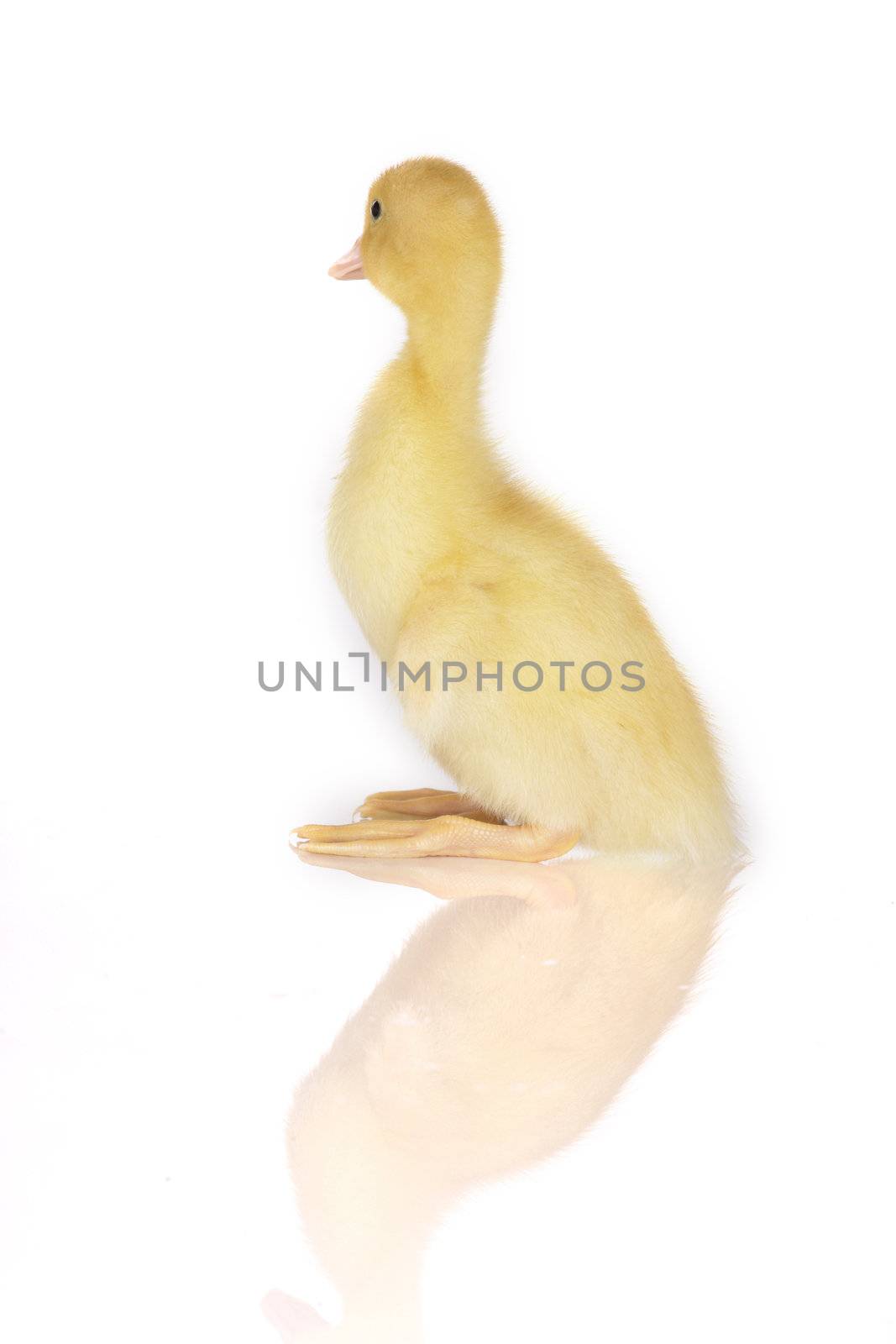 Cute yellow duckling sitting in studio shot, idolated with reflection