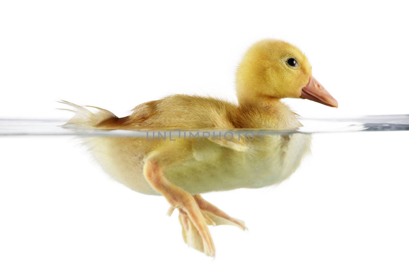 Cute duckling in water by jarenwicklund
