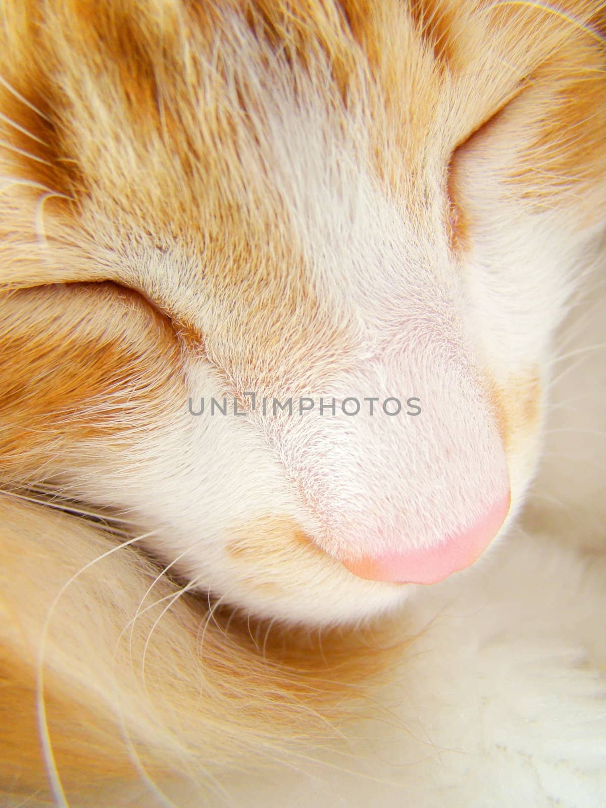 close up of sleeping red white cat