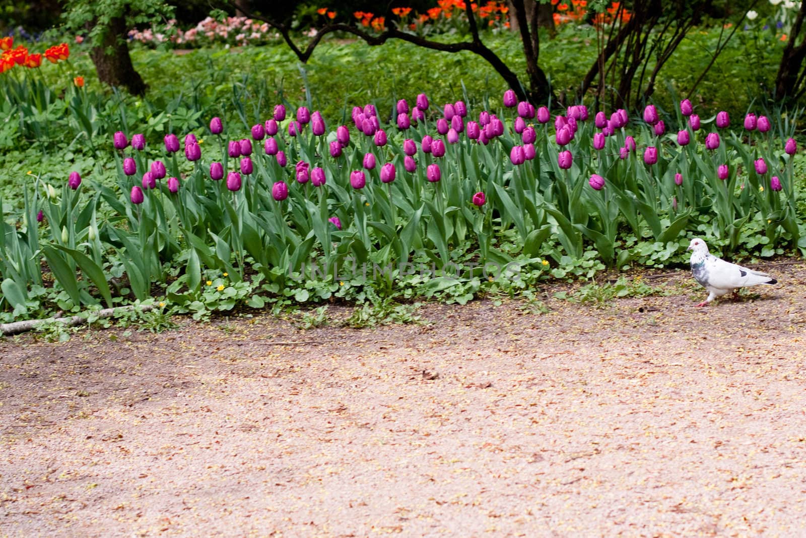 pigeon walking along lilac tulips
