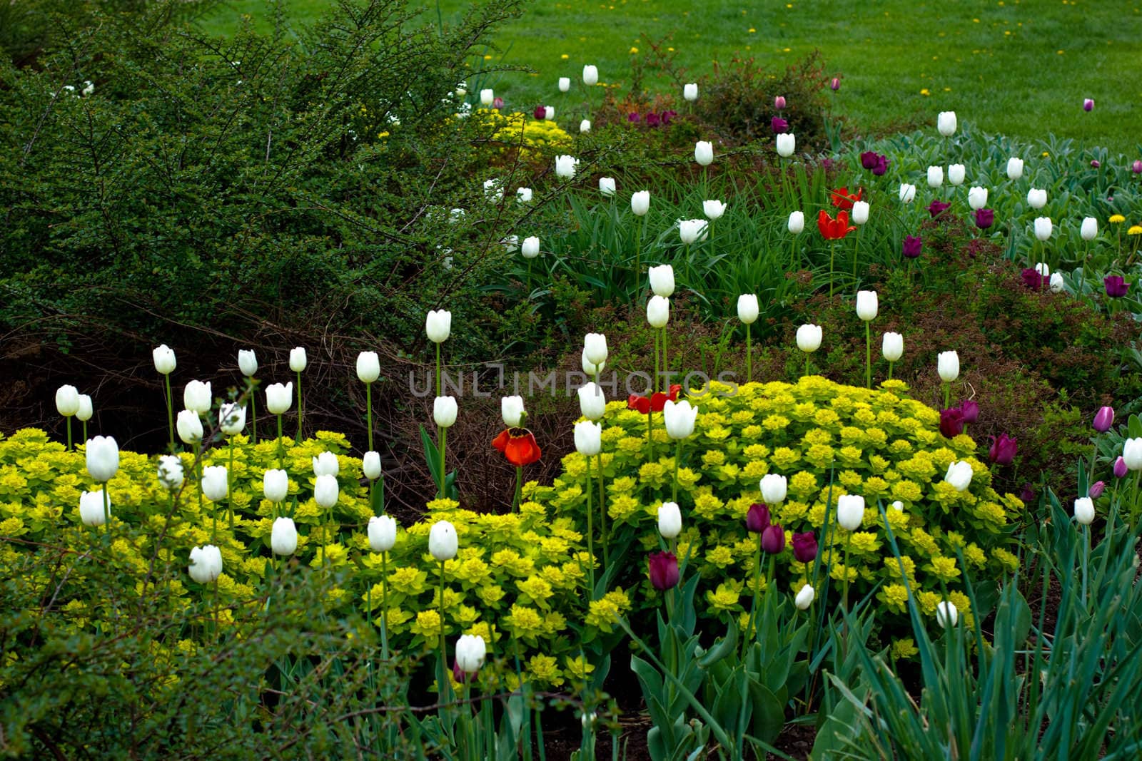 flowerbed with white and yellow flowers
