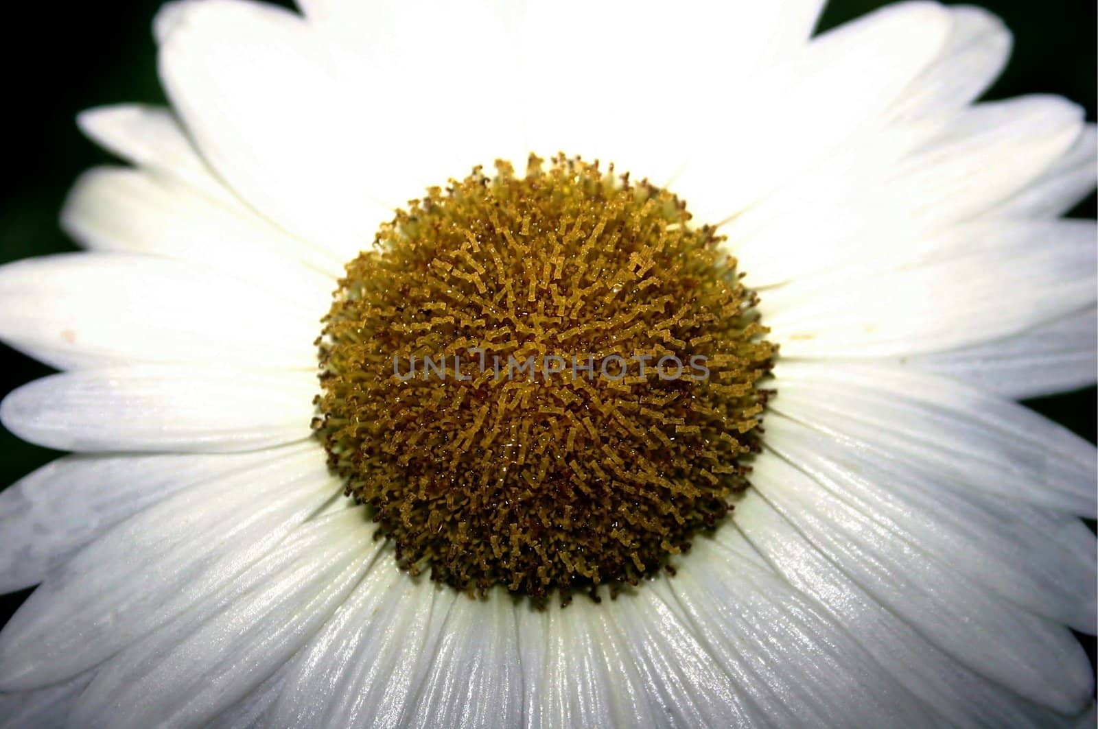 Close up of daisy in early morning dew