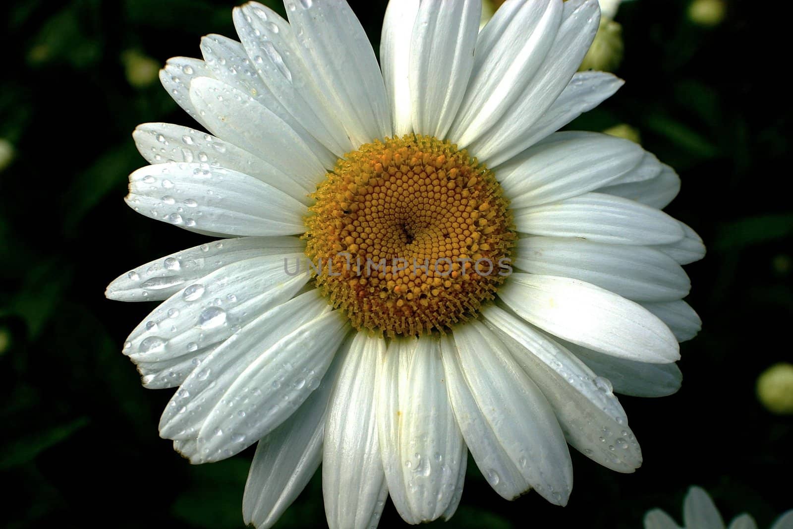close up of daisy in early morning dew