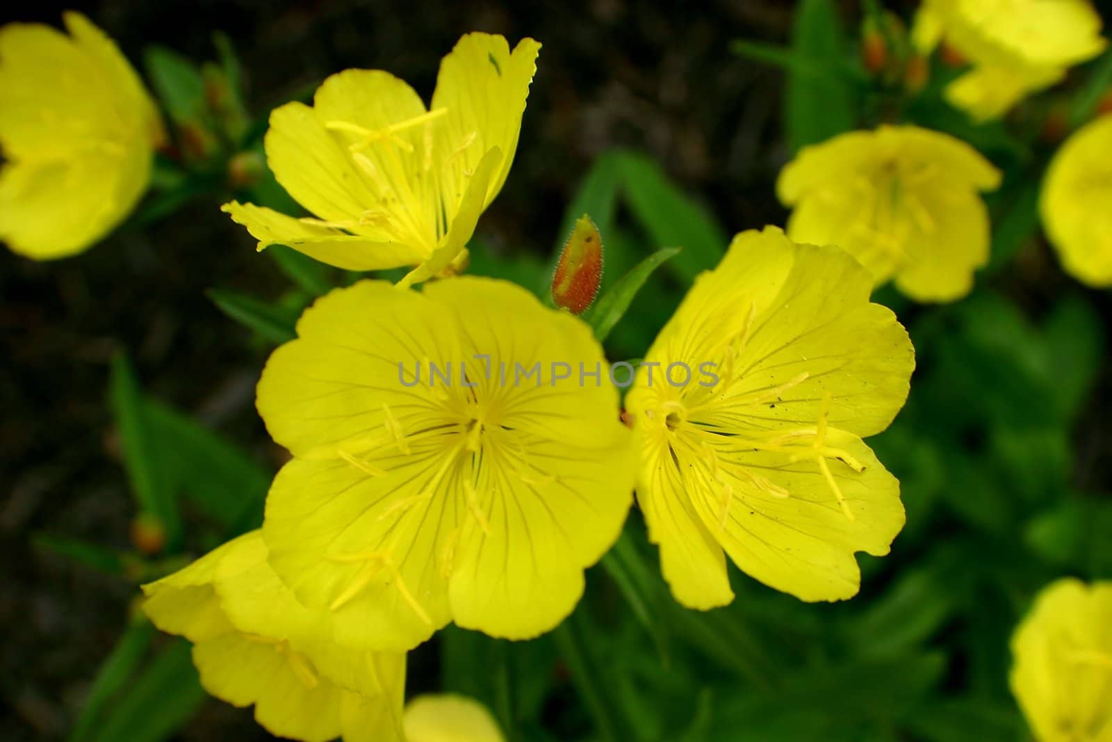 Bright yellow buttercup flowers on green background