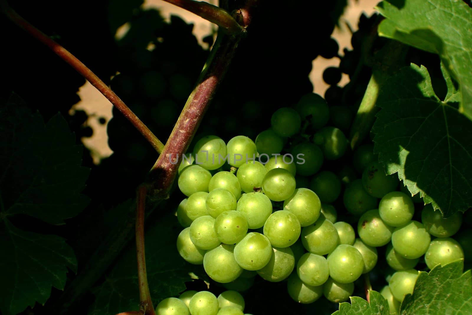 Wine making grapes hanging on a vine branch