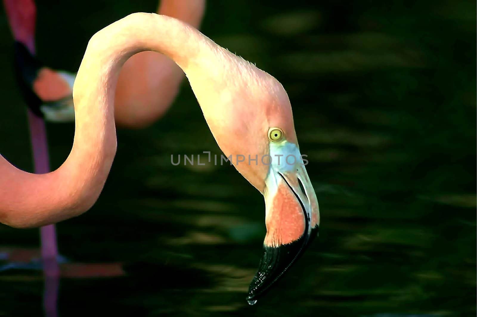 Close up of flamingo head with pond background